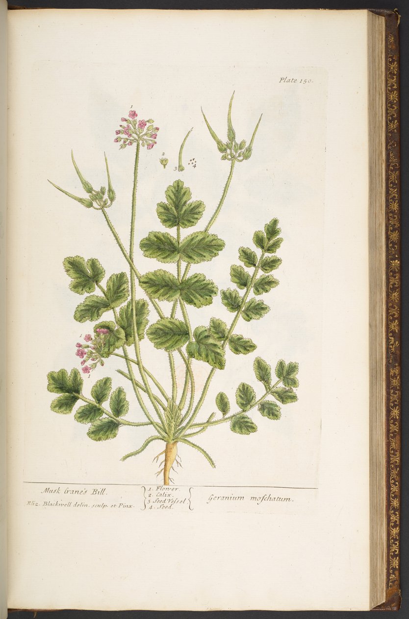 اللوحة 150 من A Curious Herbal بواسطة إليزابيث بلاكويل