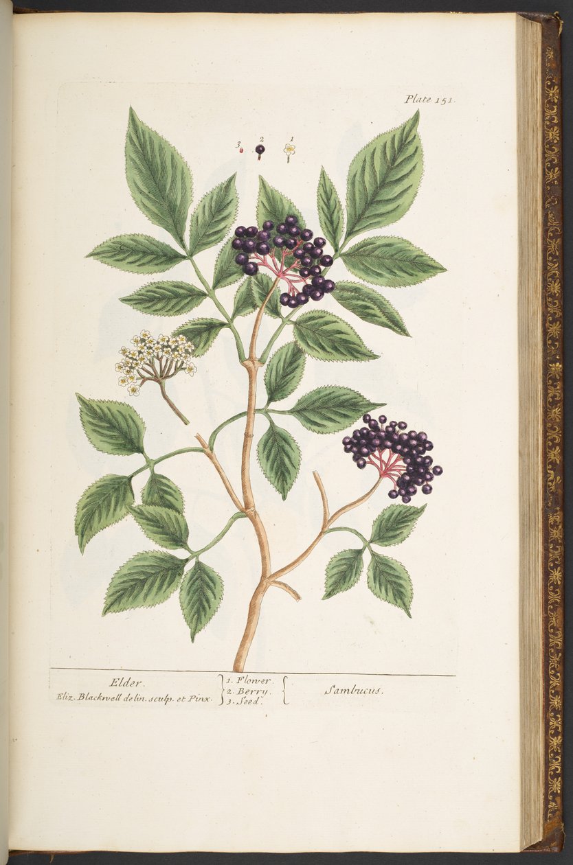 اللوحة رقم 151 من "A Curious Herbal" بواسطة إليزابيث بلاكويل