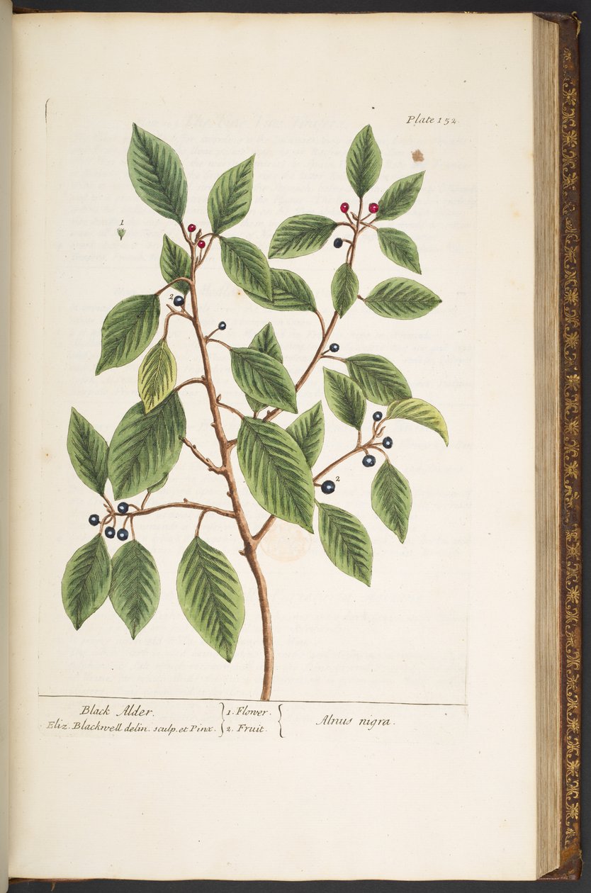 اللوحة 152 من A Curious Herbal بواسطة إليزابيث بلاكويل