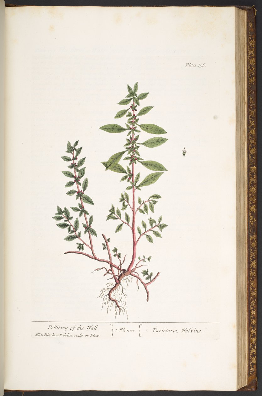 اللوحة 156 من A Curious Herbal بواسطة إليزابيث بلاكويل
