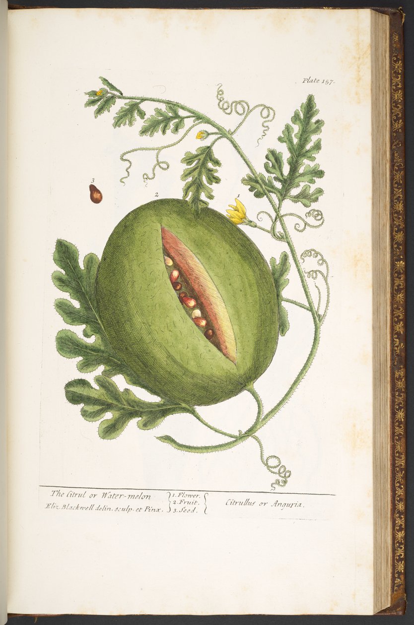 اللوحة رقم 157 من "A Curious Herbal" بواسطة إليزابيث بلاكويل