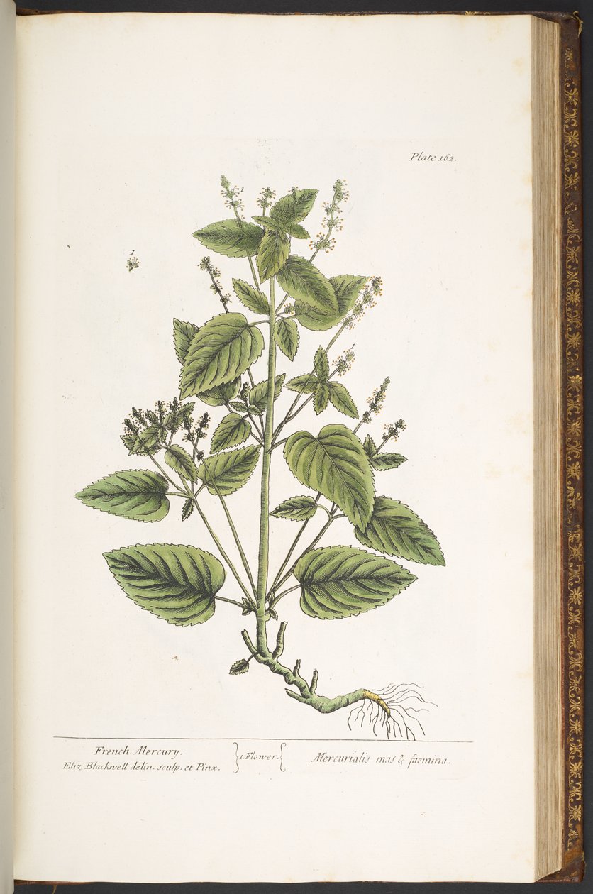 اللوحة 162 من A Curious Herbal بواسطة إليزابيث بلاكويل