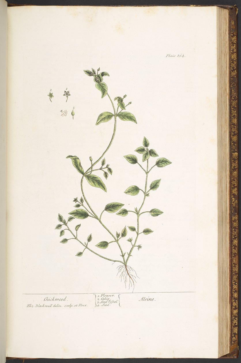 اللوحة 164 من A Curious Herbal بواسطة إليزابيث بلاكويل