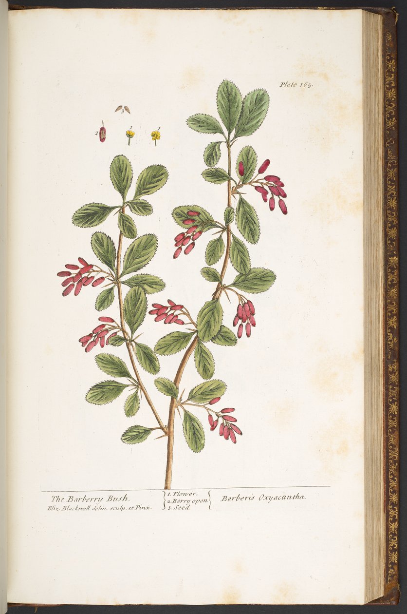 اللوحة 165 ، The Barberry Bush ، من "A Curious Herbal" بواسطة إليزابيث بلاكويل