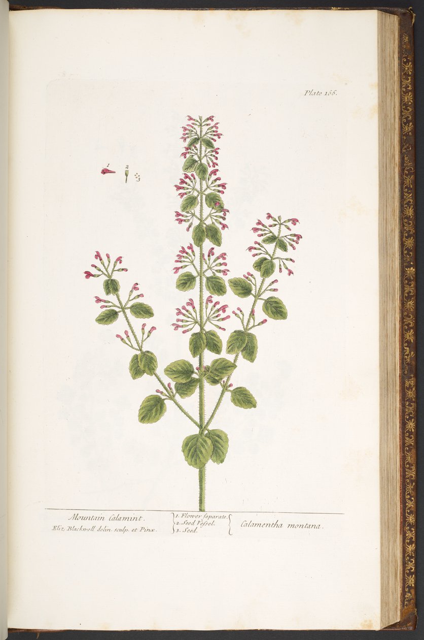 اللوحة 166 ، جبل كالامينت ، من "A Curious Herbal" بواسطة إليزابيث بلاكويل