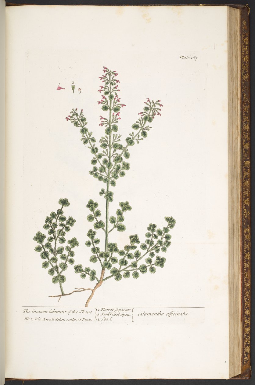 اللوحة 167 من "A Curious Herbal" بواسطة إليزابيث بلاكويل