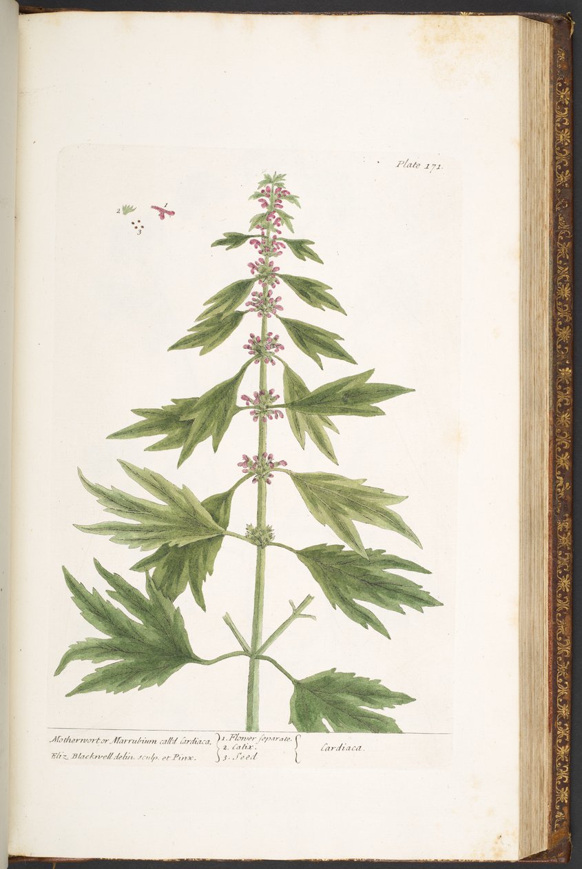 اللوحة 171 من A Curious Herbal بواسطة إليزابيث بلاكويل