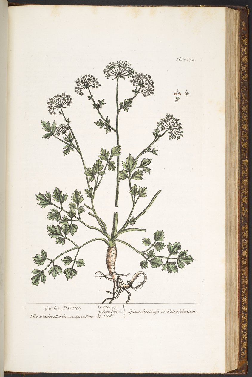 اللوحة 172 من "A Curious Herbal" بواسطة إليزابيث بلاكويل