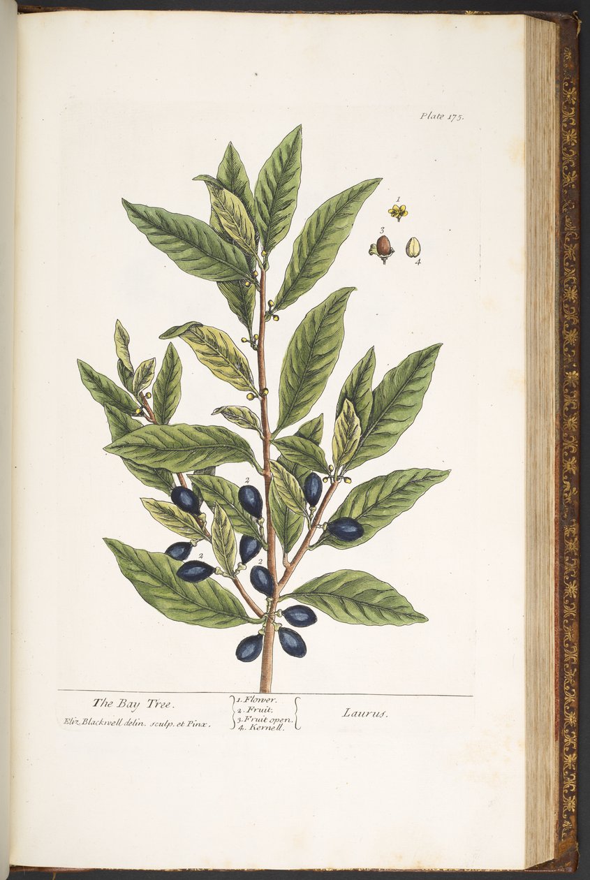 اللوحة 175 من A Curious Herbal بواسطة إليزابيث بلاكويل