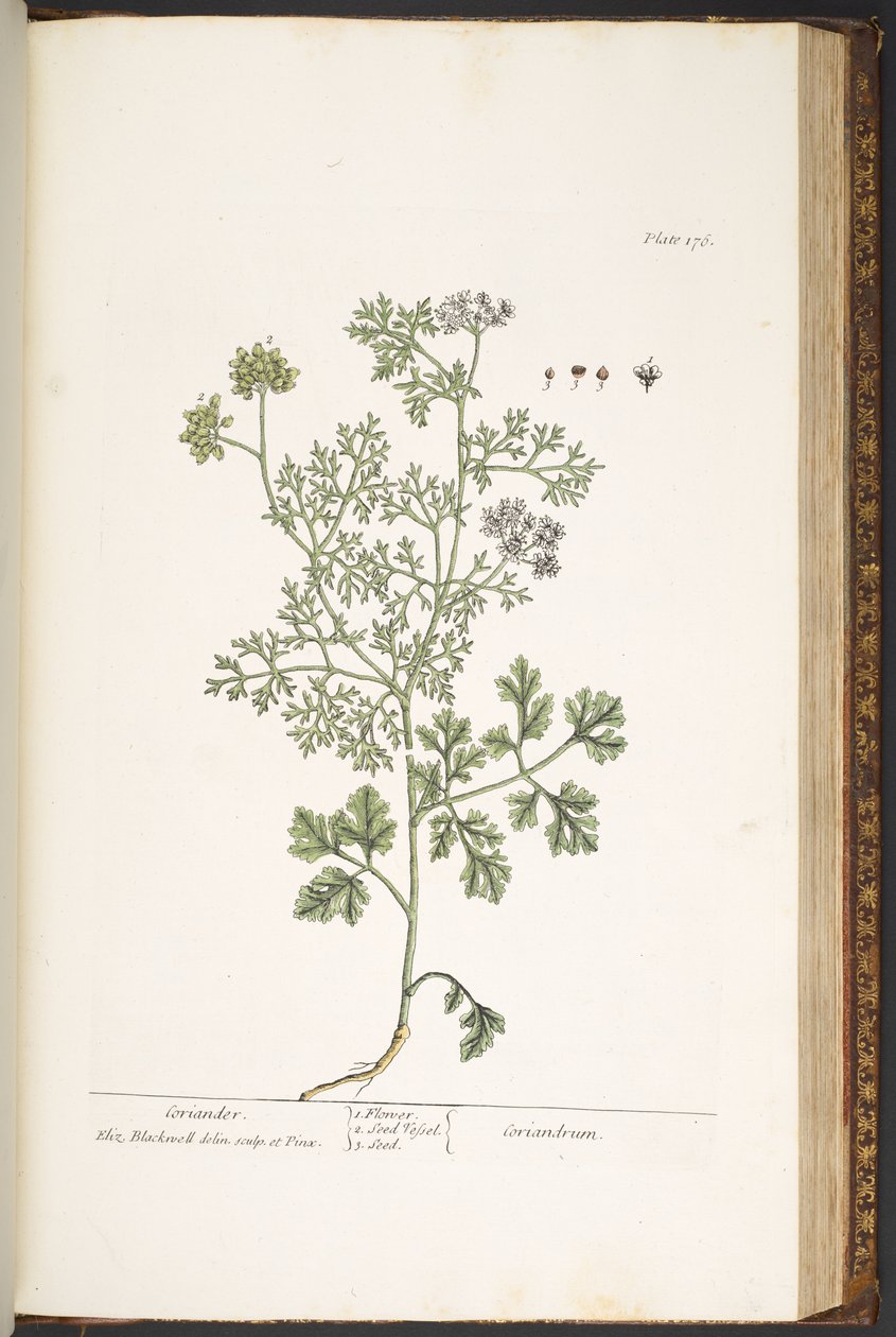 اللوحة 176 من A Curious Herbal بواسطة إليزابيث بلاكويل