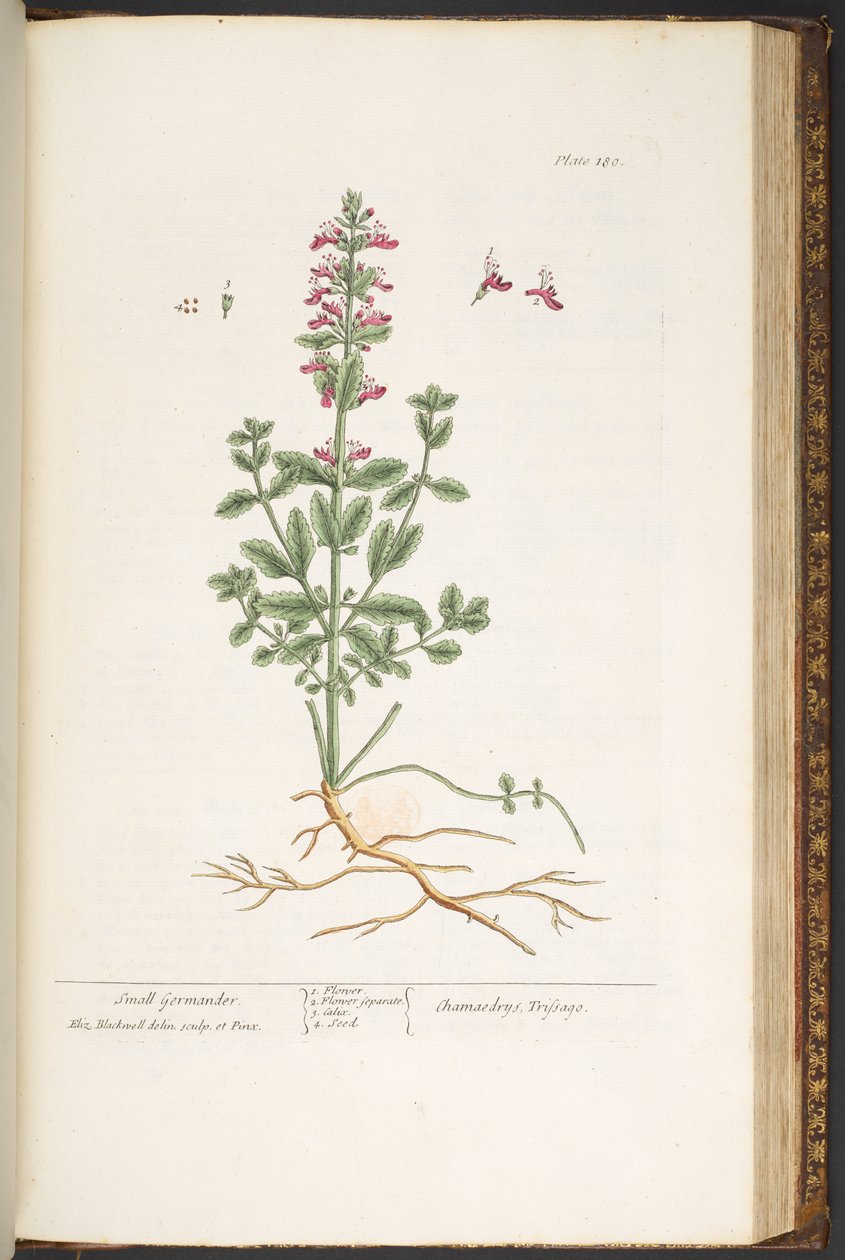 اللوحة رقم 180 من "A Curious Herbal" بواسطة إليزابيث بلاكويل