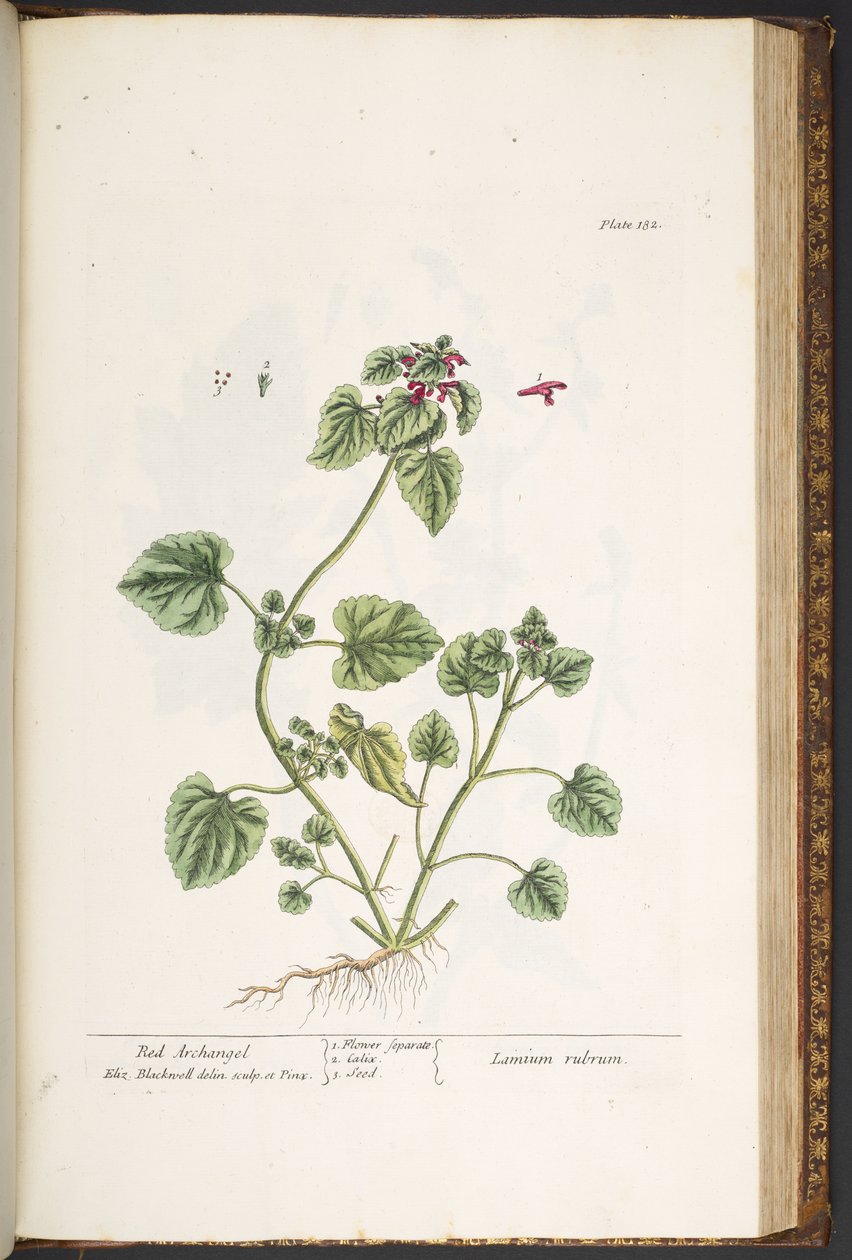 اللوحة 182 من A Curious Herbal بواسطة إليزابيث بلاكويل