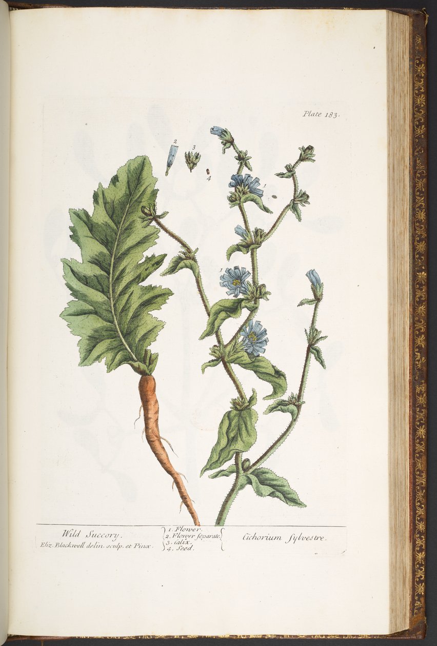 اللوحة 183 من "A Curious Herbal" بواسطة إليزابيث بلاكويل