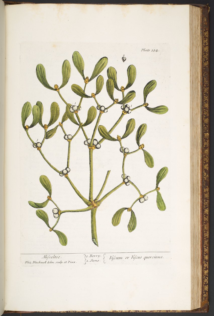 اللوحة 184 ، الهدال ، من "A Curious Herbal" بواسطة إليزابيث بلاكويل