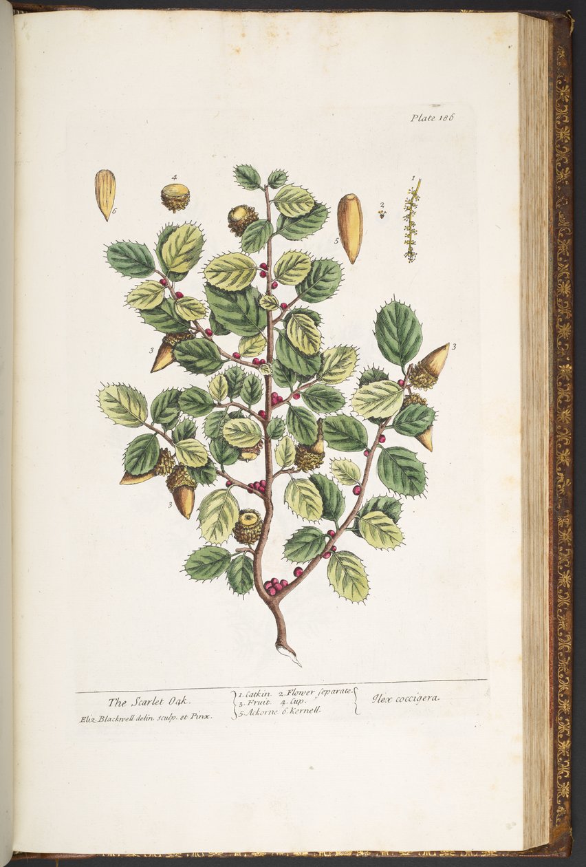 اللوحة 186 من A Curious Herbal بواسطة إليزابيث بلاكويل