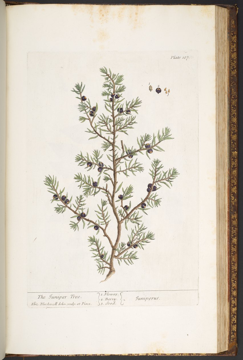 لوحة 187 ، شجرة العرعر ، من "A Curious Herbal" بواسطة إليزابيث بلاكويل