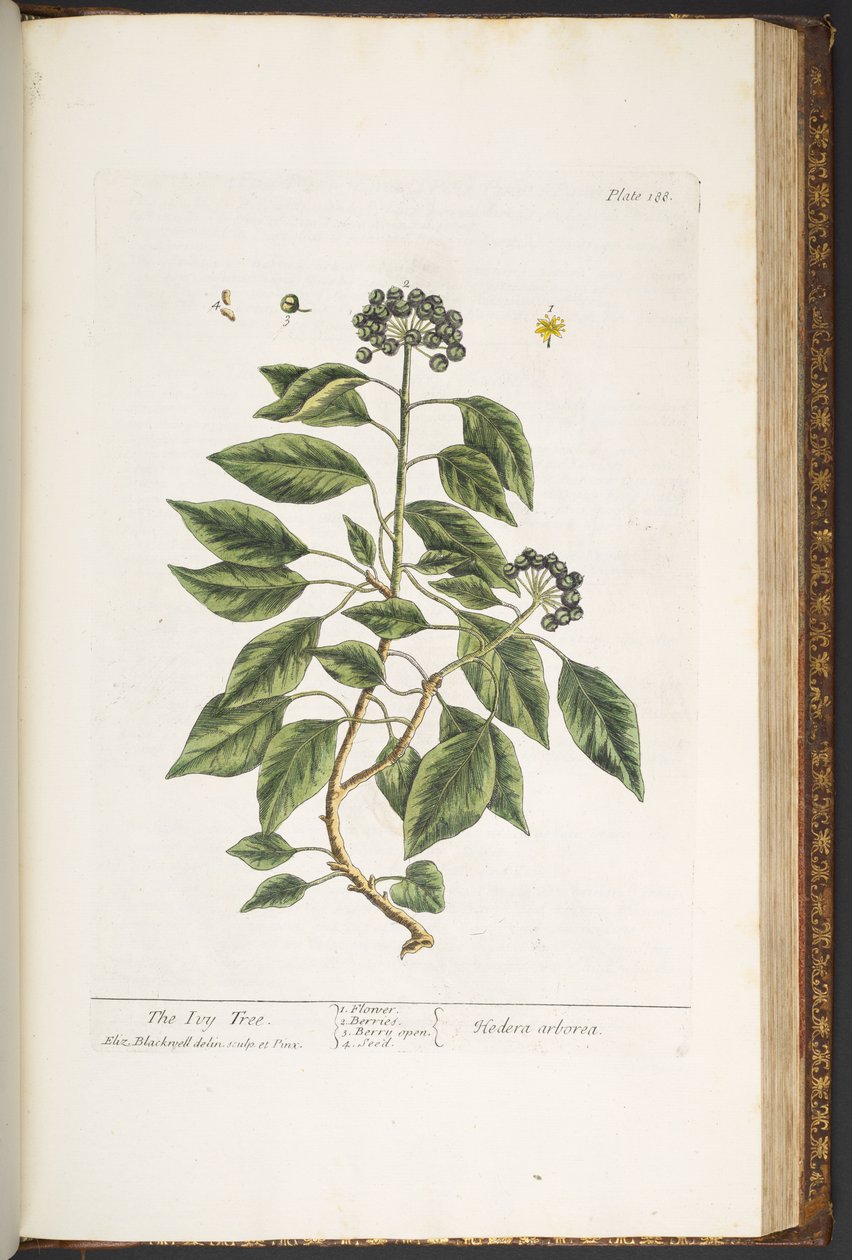 اللوحة 188 من A Curious Herbal بواسطة إليزابيث بلاكويل