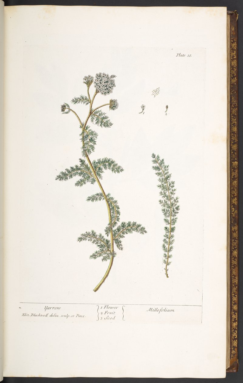 اللوحة 18 ، يارو ، من "A Curious Herbal" بواسطة إليزابيث بلاكويل