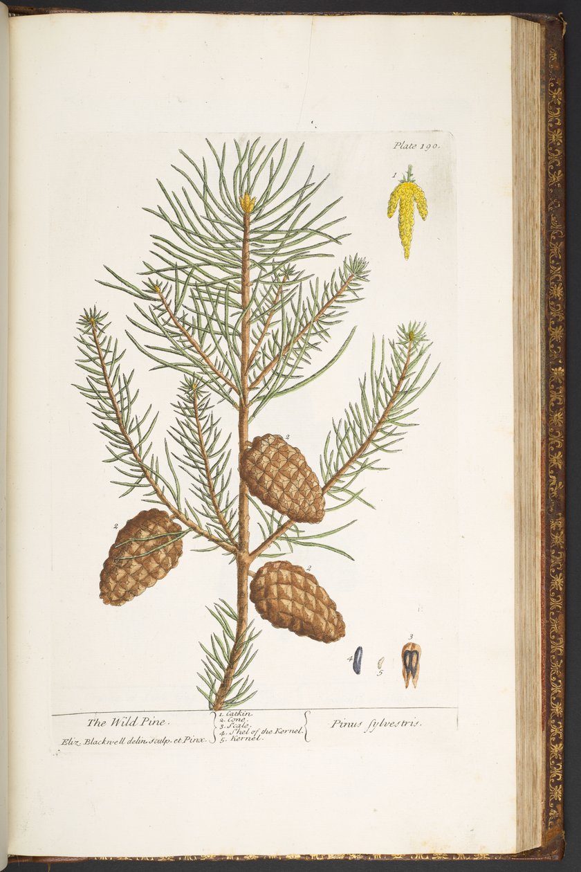 اللوحة 190 من A Curious Herbal بواسطة إليزابيث بلاكويل