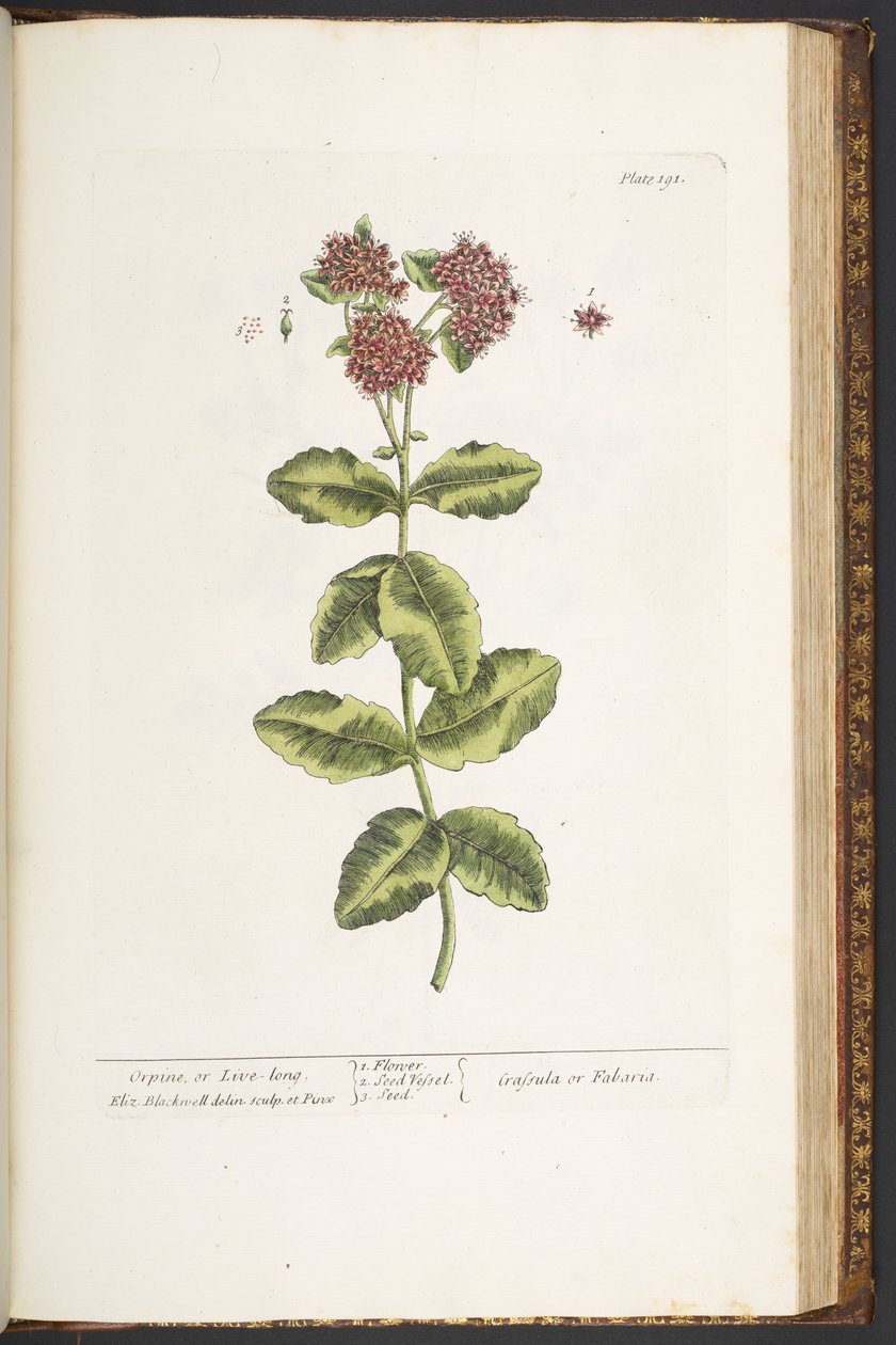 اللوحة 191 ، Orpine ، أو Live-Long ، من "A Curious Herbal" بواسطة إليزابيث بلاكويل