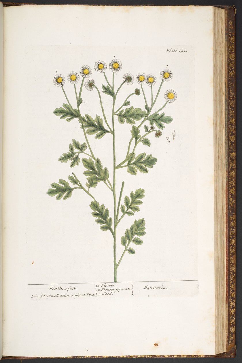 اللوحة 192 من A Curious Herbal بواسطة إليزابيث بلاكويل