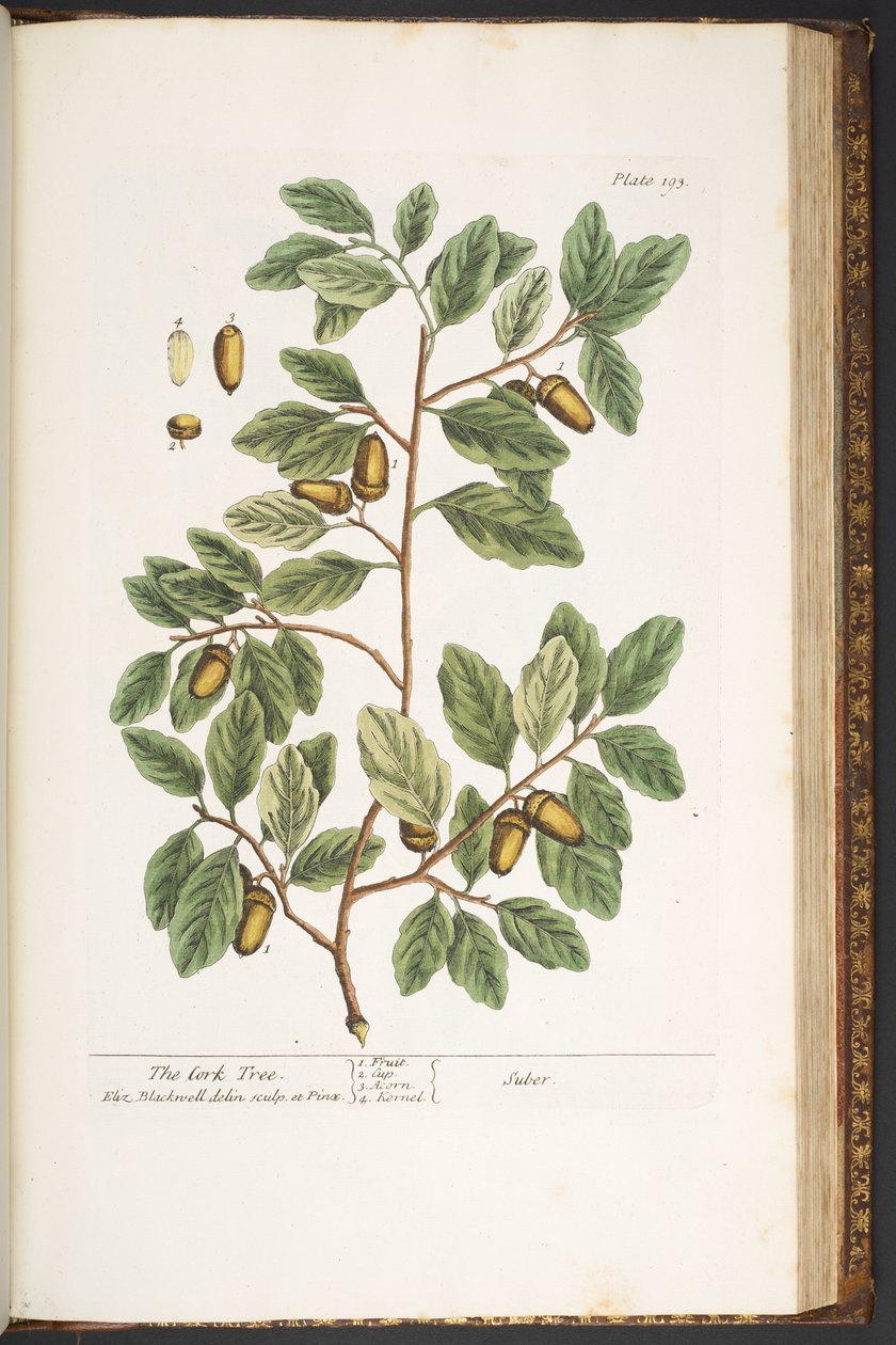 اللوحة رقم 193 من A Curious Herbal بواسطة إليزابيث بلاكويل
