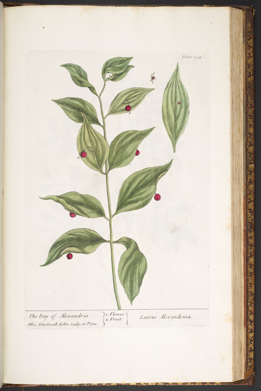 اللوحة 194 من A Curious Herbal بواسطة إليزابيث بلاكويل