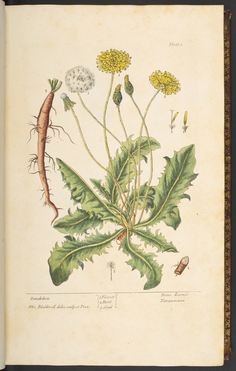 اللوحة 1 ، الهندباء ، من "A Curious Herbal" بواسطة إليزابيث بلاكويل