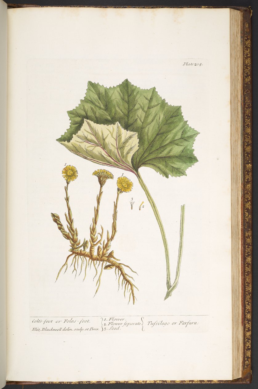 اللوحة 204 من A Curious Herbal بواسطة إليزابيث بلاكويل