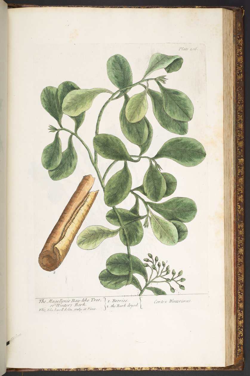 اللوحة 206 من A Curious Herbal بواسطة إليزابيث بلاكويل