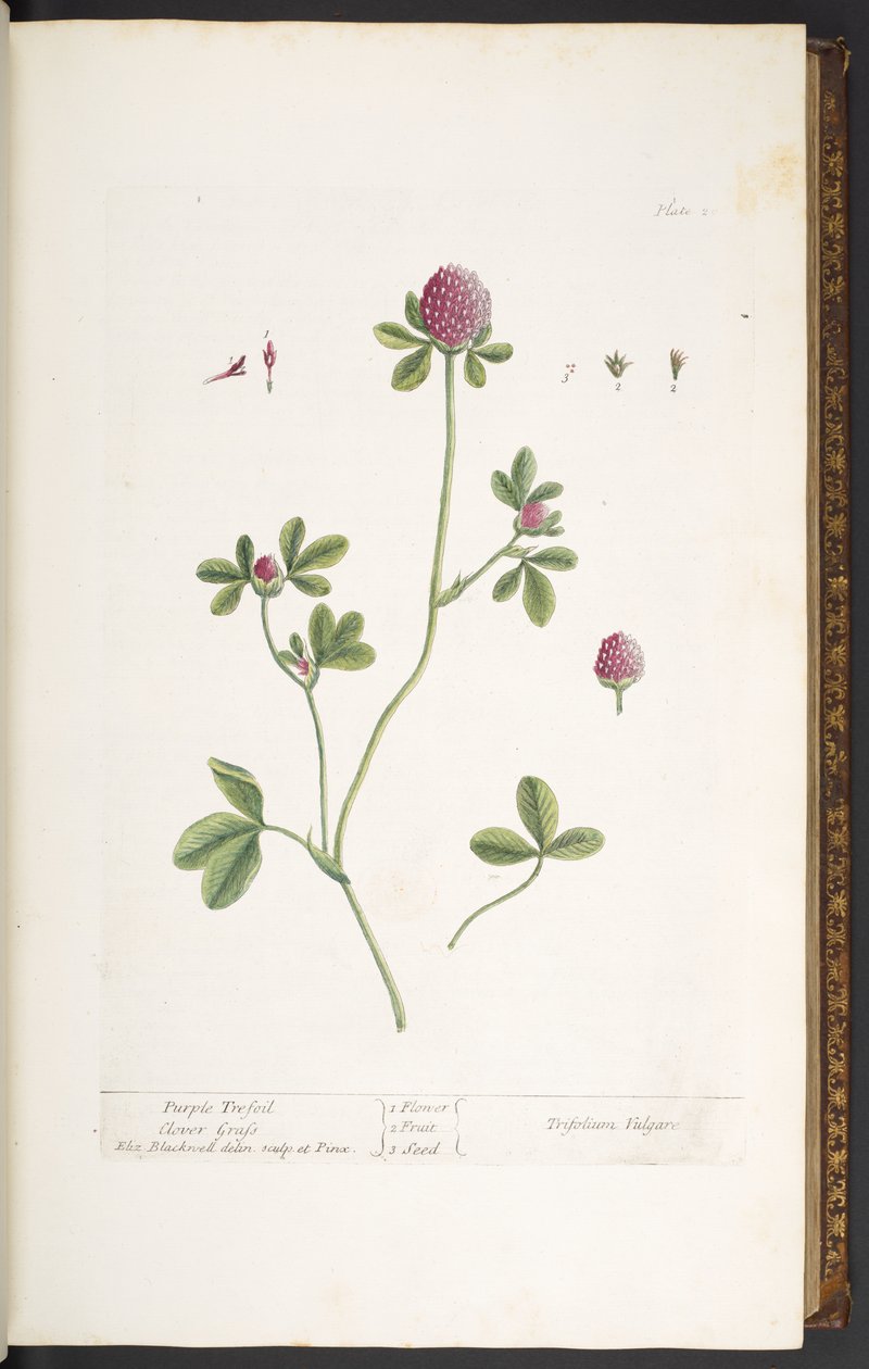 اللوحة 20 ، Purple Trefoil Clover Grass ، من "A Curious Herbal" بواسطة إليزابيث بلاكويل