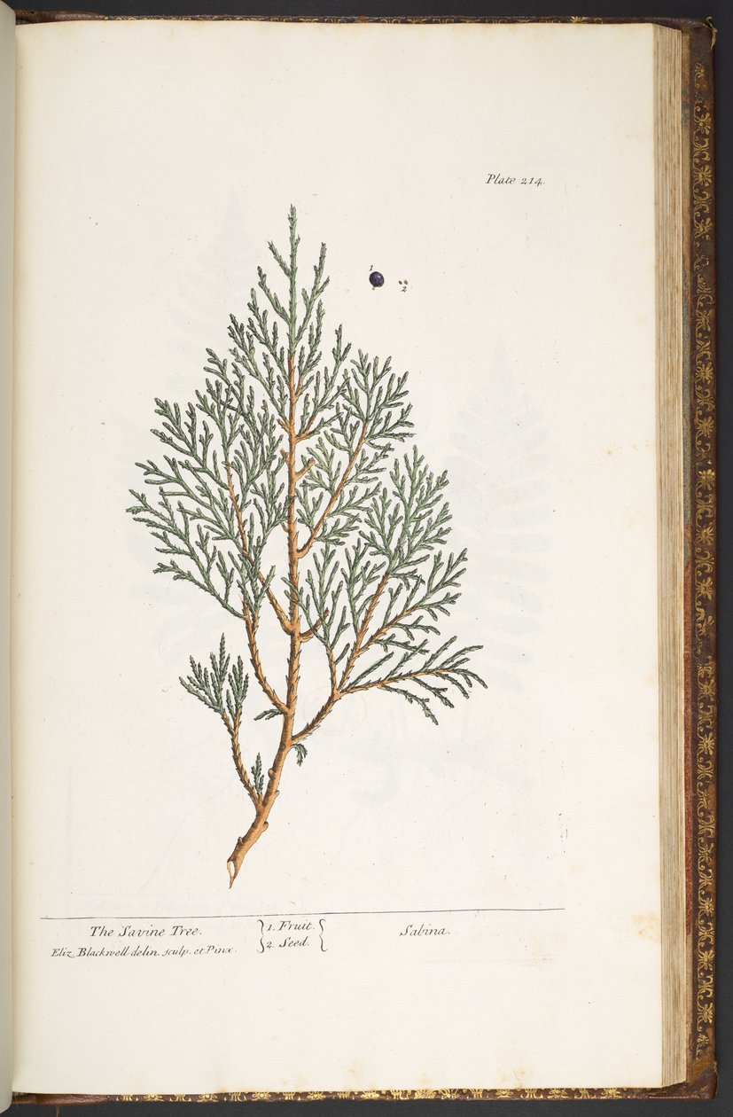 اللوحة 214 من "A Curious Herbal" بواسطة إليزابيث بلاكويل