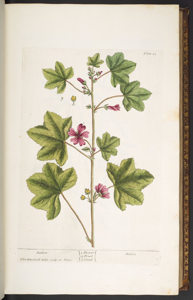 اللوحة 22 ، مالون ، من "A Curious Herbal" بواسطة إليزابيث بلاكويل
