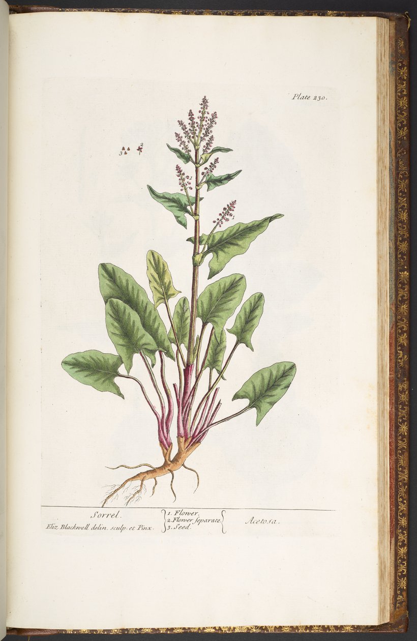 اللوحة 230 من A Curious Herbal بواسطة إليزابيث بلاكويل