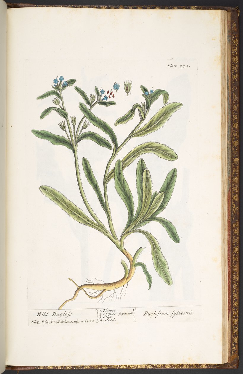 اللوحة 234 من "A Curious Herbal" بواسطة إليزابيث بلاكويل