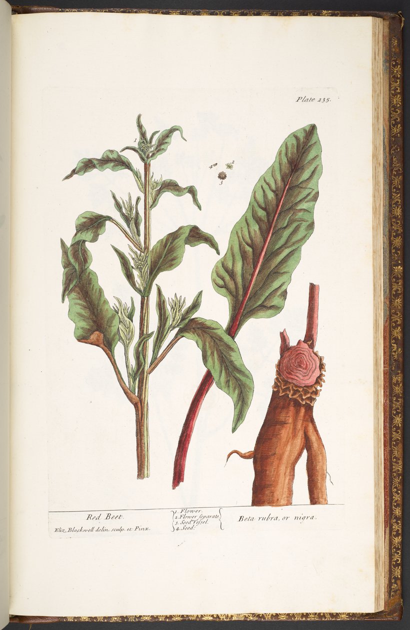 اللوحة رقم 235 من A Curious Herbal بواسطة إليزابيث بلاكويل