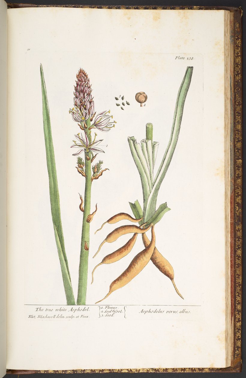 اللوحة 238 من A Curious Herbal بواسطة إليزابيث بلاكويل