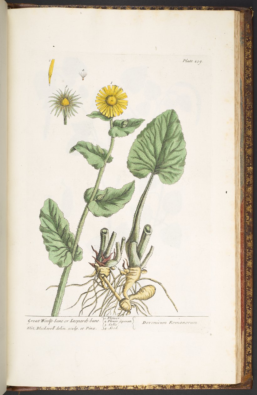 اللوحة 239 من A Curious Herbal بواسطة إليزابيث بلاكويل