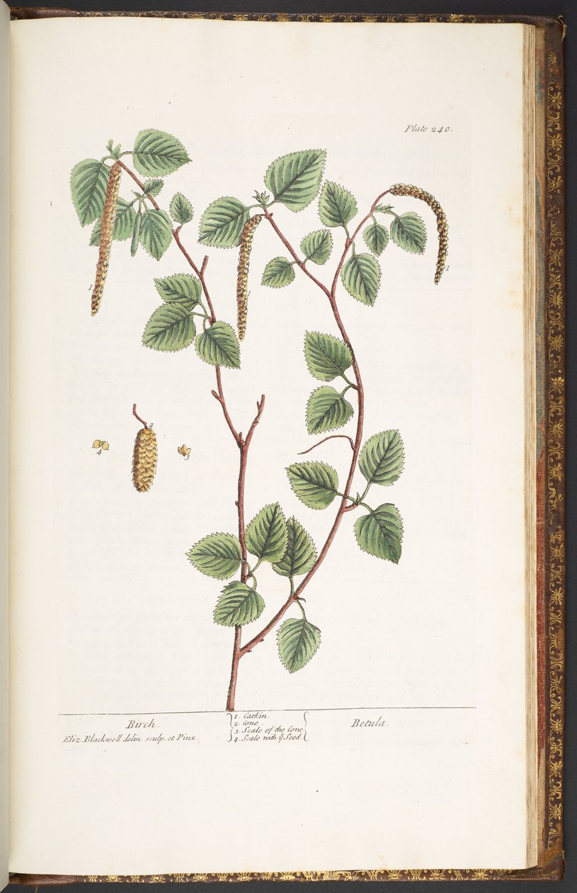 اللوحة 240 من A Curious Herbal بواسطة إليزابيث بلاكويل