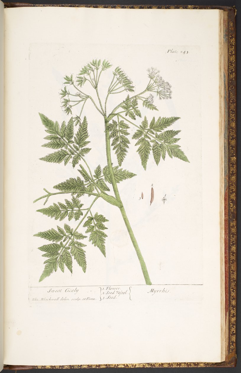 اللوحة 243 من A Curious Herbal بواسطة إليزابيث بلاكويل