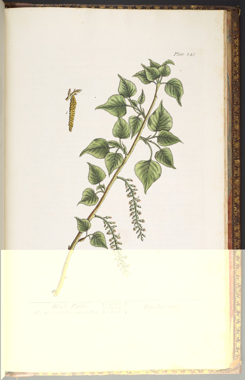 اللوحة 248 من A Curious Herbal بواسطة إليزابيث بلاكويل