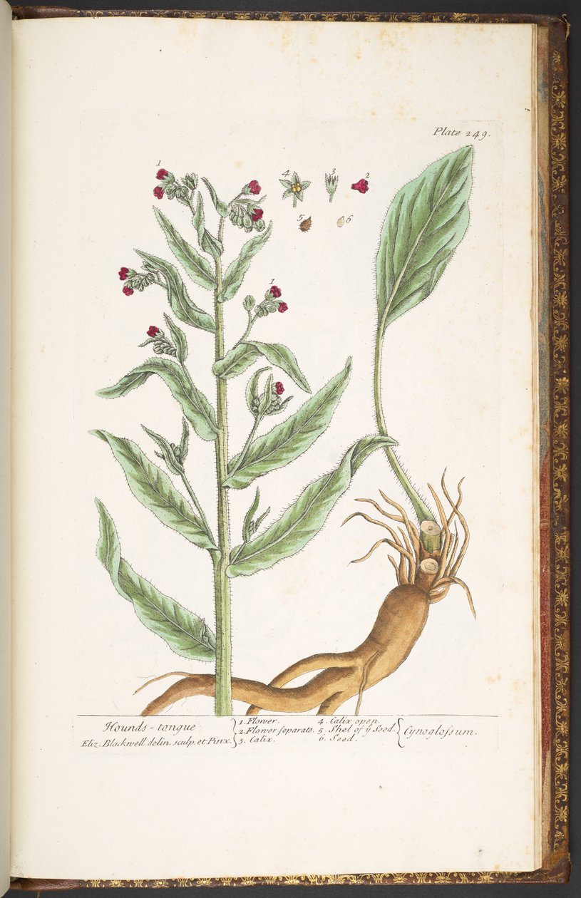 اللوحة 249 من A Curious Herbal بواسطة إليزابيث بلاكويل