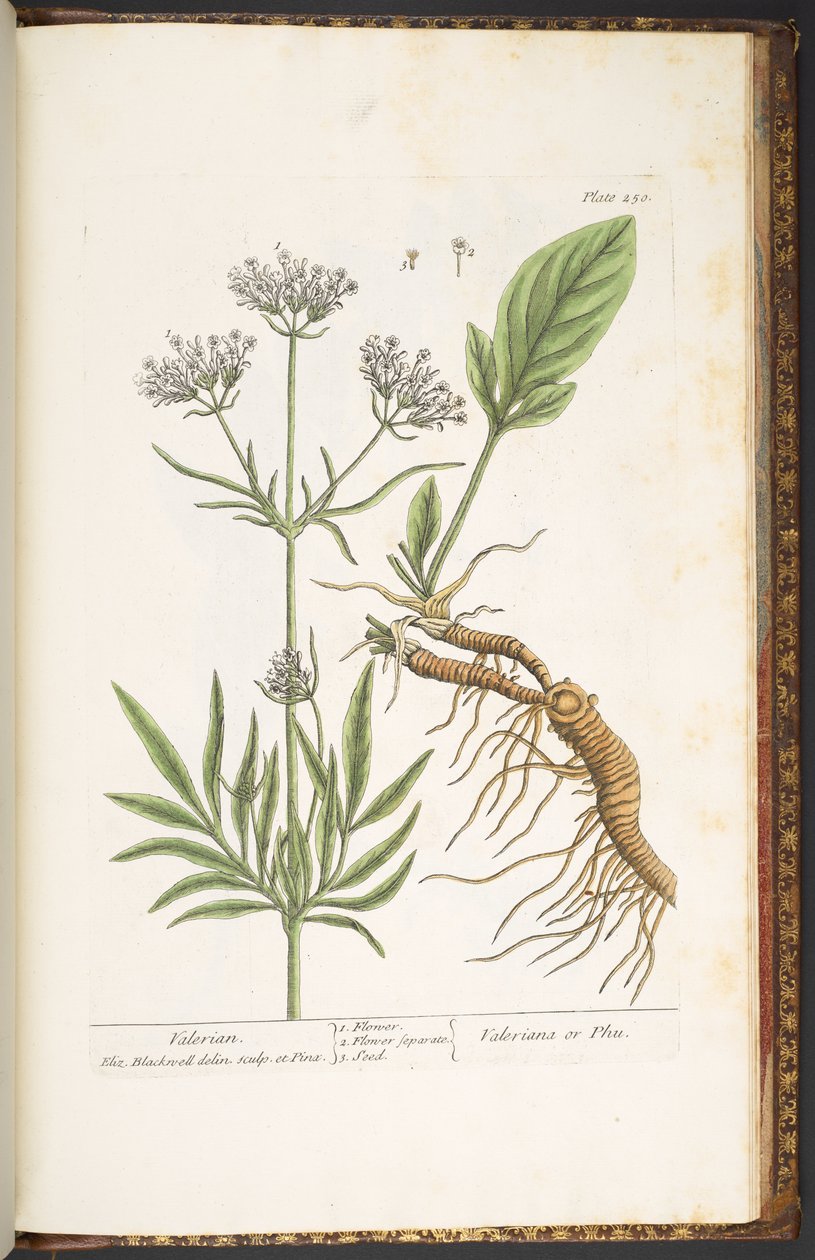 اللوحة 250 ، الناردين ، من "A Curious Herbal" بواسطة إليزابيث بلاكويل