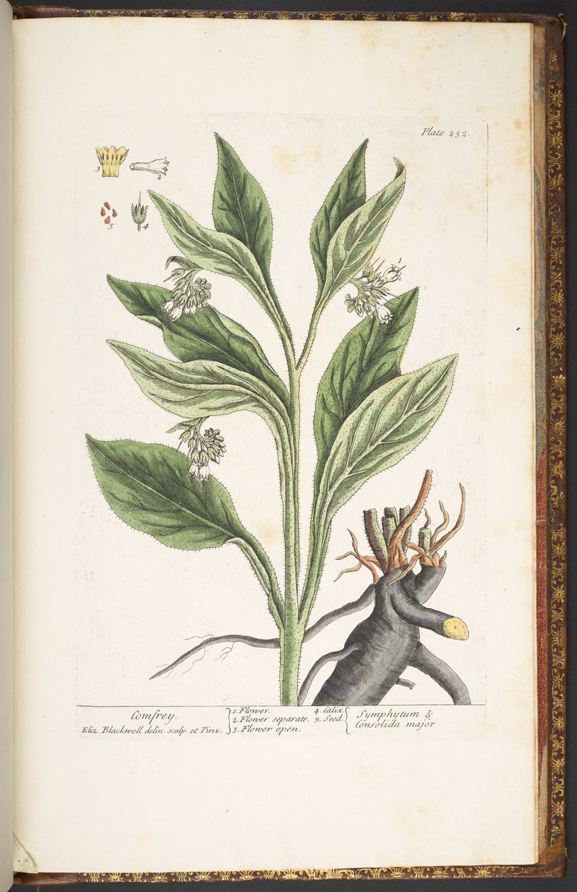 اللوحة 252 من A Curious Herbal بواسطة إليزابيث بلاكويل