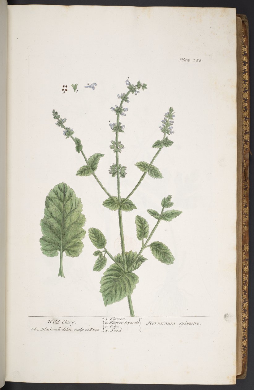اللوحة 258 من A Curious Herbal بواسطة إليزابيث بلاكويل
