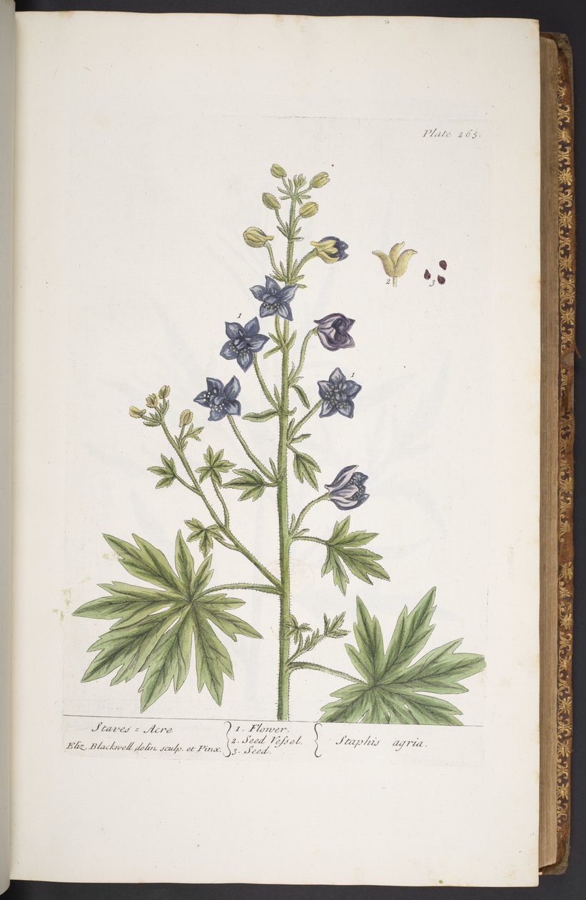 اللوحة 265 من A Curious Herbal بواسطة إليزابيث بلاكويل