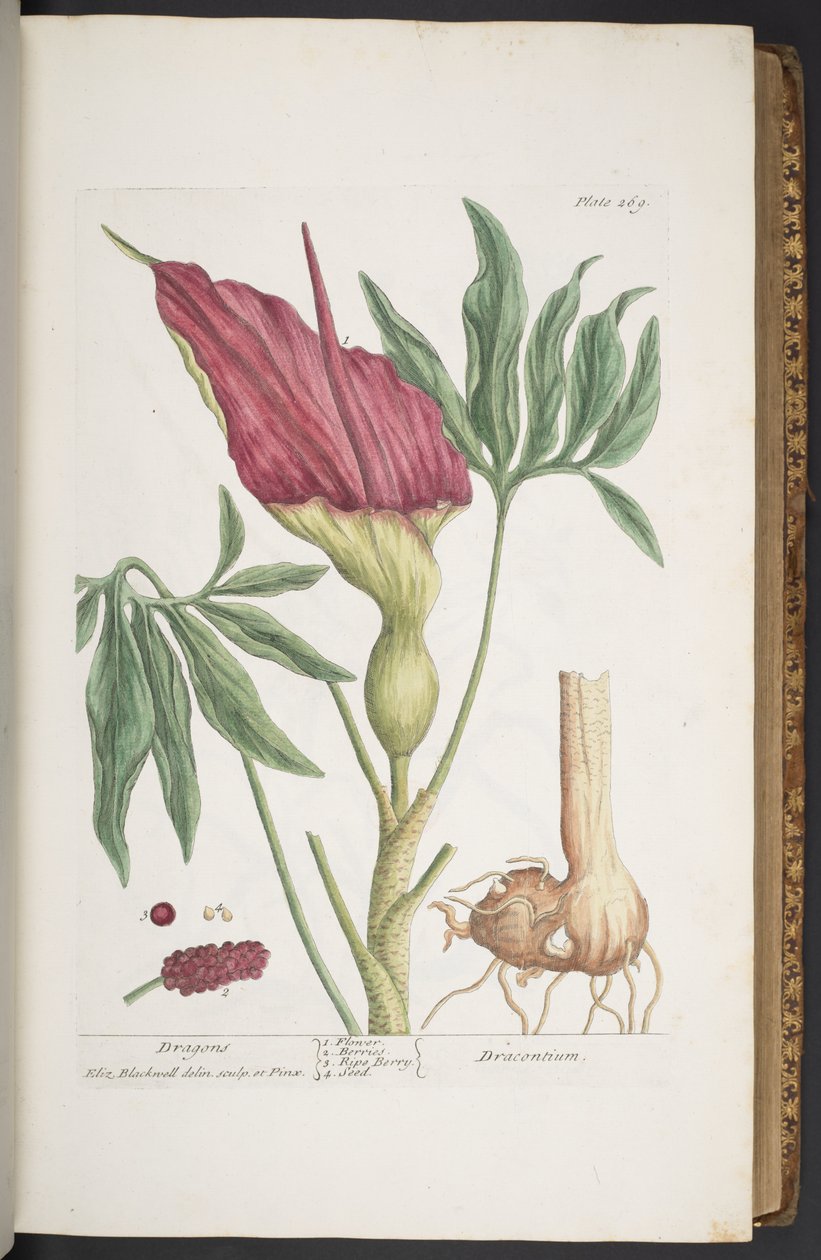 اللوحة 269 ، التنين ، أو Dracontium ، من "A Curious Herbal" بواسطة إليزابيث بلاكويل