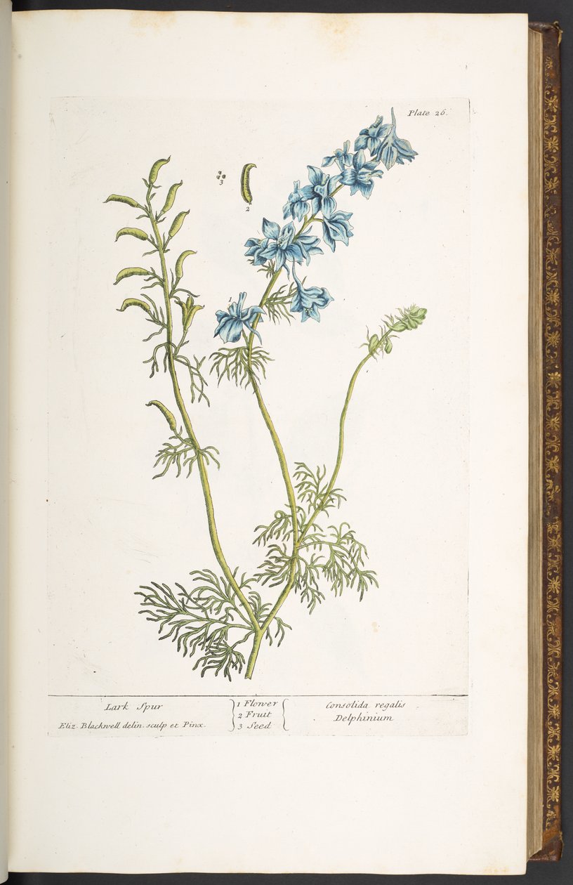 اللوحة 26 ، لارك سبير ، من "A Curious Herbal" بواسطة إليزابيث بلاكويل