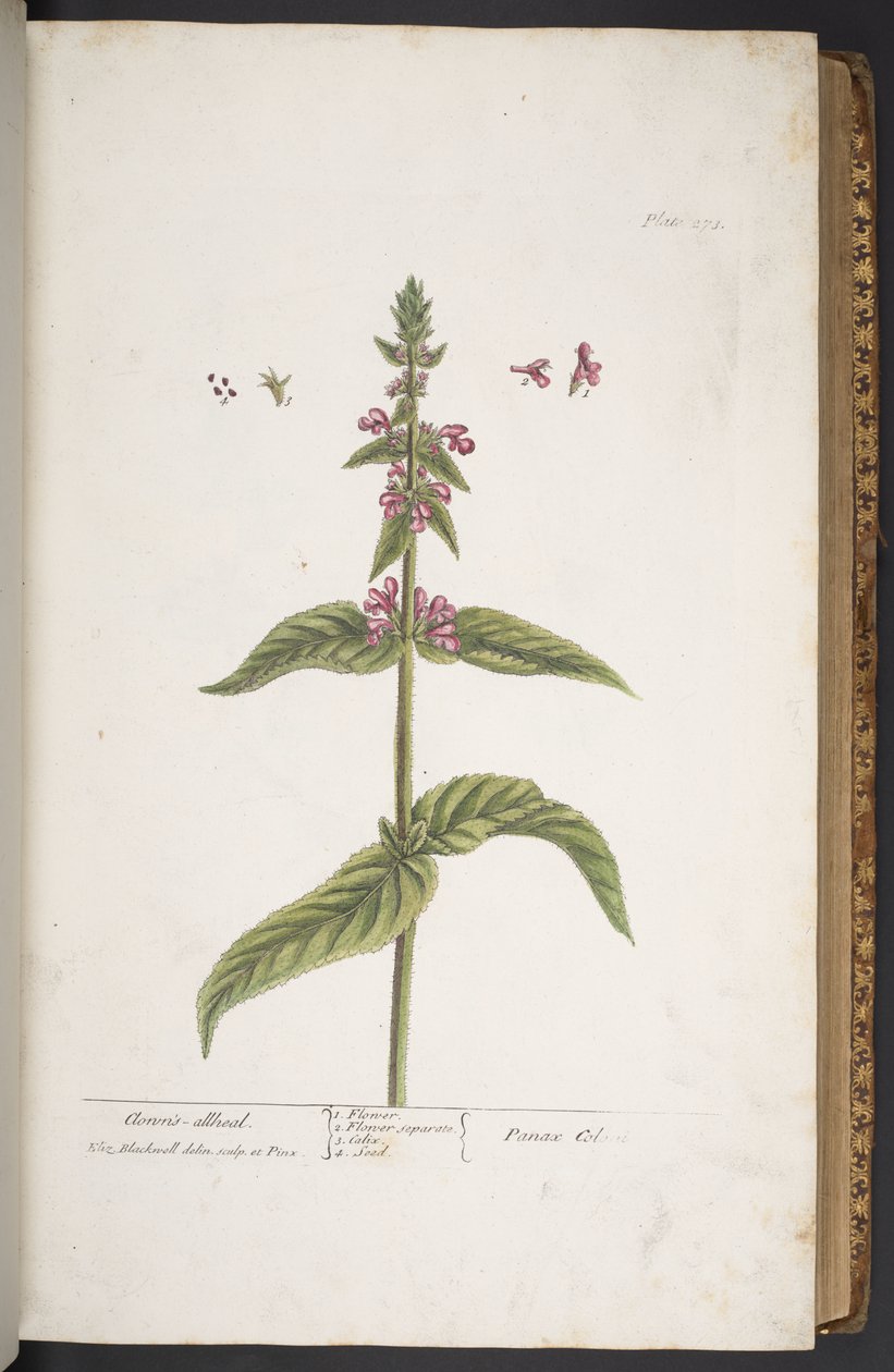 اللوحة 273 من A Curious Herbal بواسطة إليزابيث بلاكويل