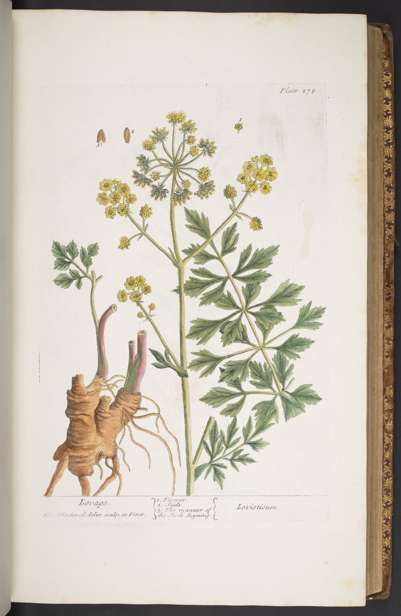 اللوحة 275 من A Curious Herbal بواسطة إليزابيث بلاكويل